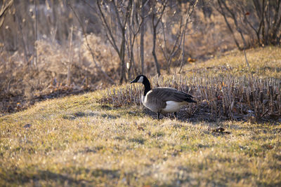 Canada goose seen in profile walking on lawn during a spring golden hour morning