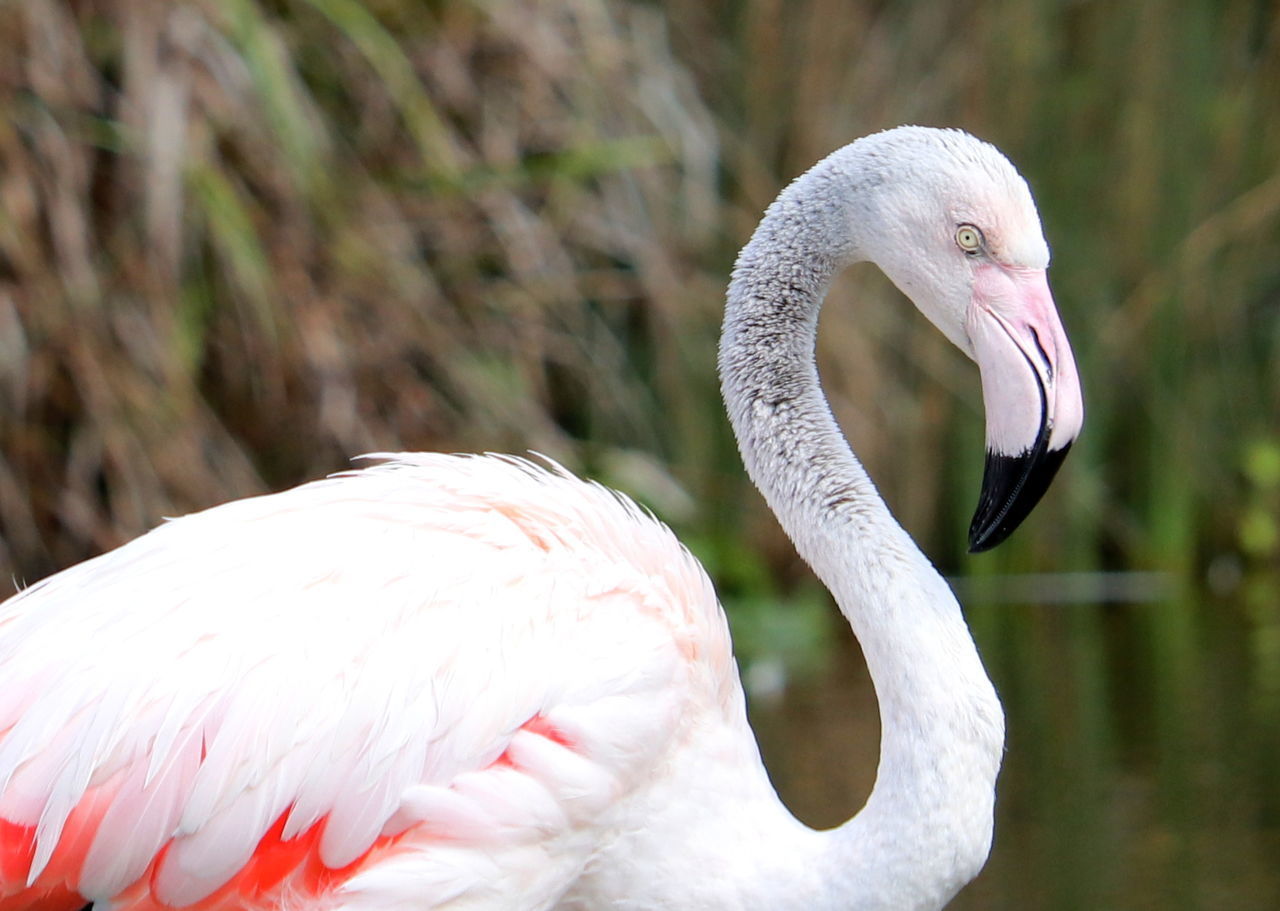 CLOSE-UP OF A BIRD IN A WATER