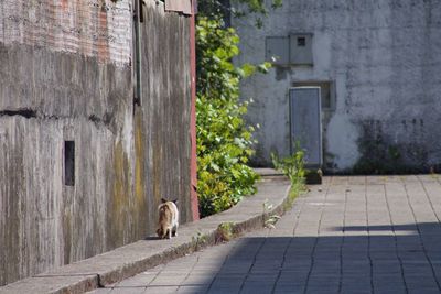 Cat in front of building