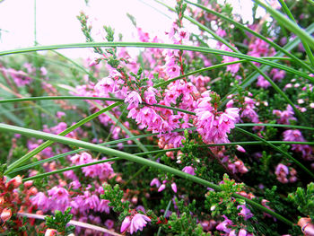 Close-up of pink cherry blossoms in spring