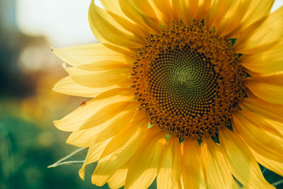 Close-up of insect on sunflower