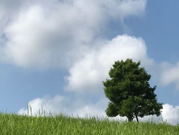 Tree on field against sky