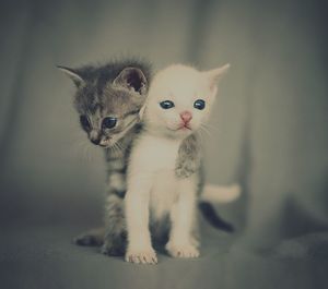 Close-up portrait of kitten