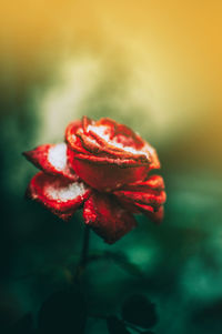 Close-up of red flower