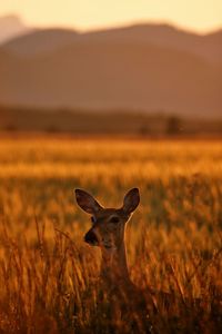 Deer on grassy landscape during sunset