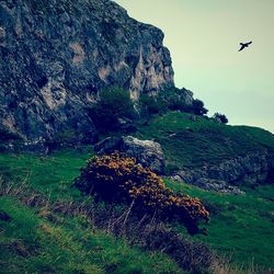 Bird flying over landscape against sky