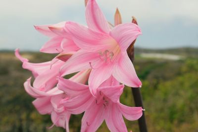 Close-up of pink flowers blooming outdoors