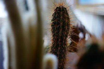 Cactus plant at home