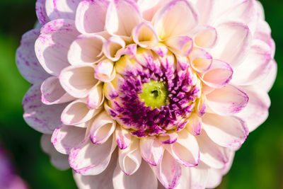 Close-up of pink dahlia