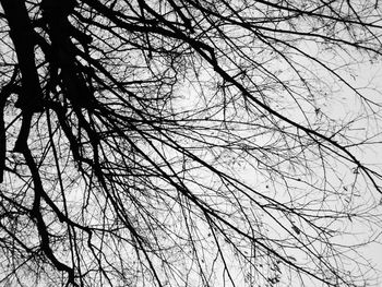 Low angle view of bare tree against sky