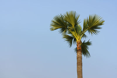 Low angle view of palm tree against clear blue sky