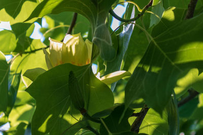 Close-up of yellow flowering plant leaves