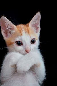 Close-up portrait of white cat