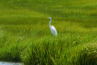 White bird on a field