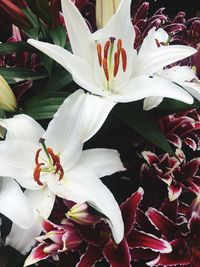 Close-up of white lily blooming outdoors