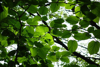 Low angle view of tree