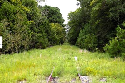 View of trees on landscape