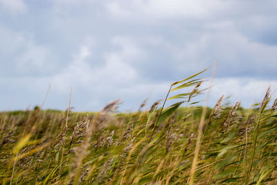 Close-up of wheat field against sky