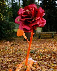 Close-up of red rose flower