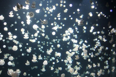 Full frame shot of jellyfish swimming in aquarium