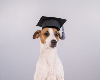 Portrait of dog against white background