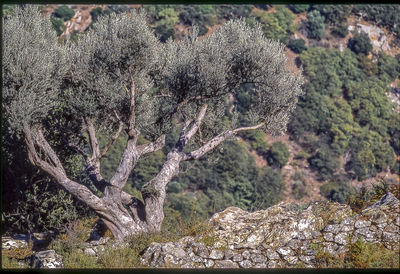 Plants growing on tree