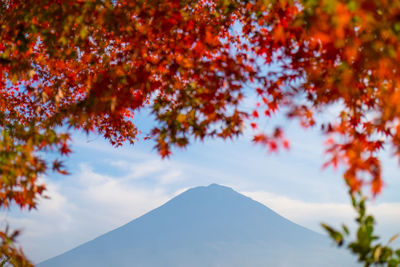 Low angle view of trees against sky during autumn