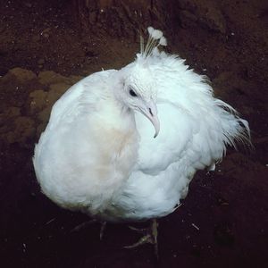 Close-up of bird