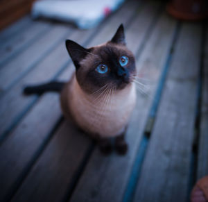 Close-up portrait of kitten