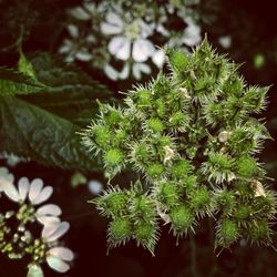 Close-up of flowers blooming outdoors