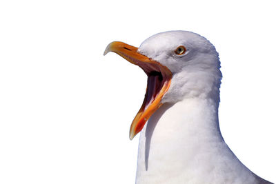 Close-up of seagull with mouth open against clear sky