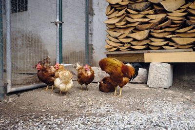 View of free range  chickens on wooden log background