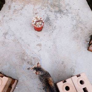 High angle view of a cat