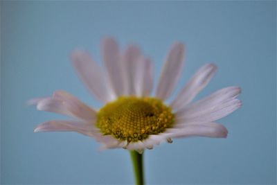 Close-up of flower against blue background