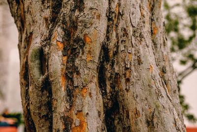 Close-up of lichen on tree trunk