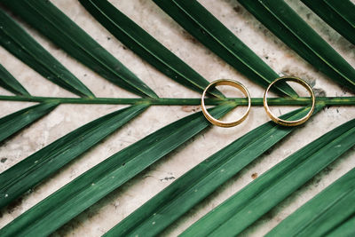 High angle view of rings on leaf