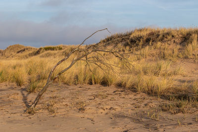 Sweden on the beach