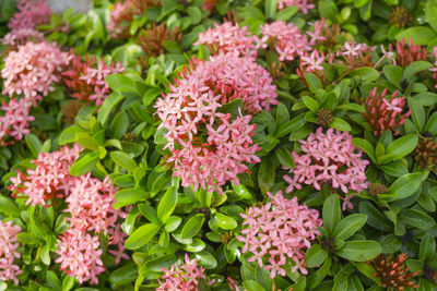 Bunches of petite pink petals ixora hybrid on green leaf