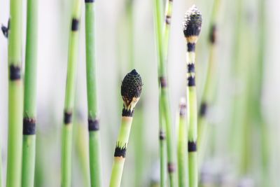 Close-up of buds