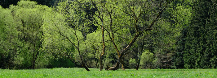 Scenic view of trees growing in forest