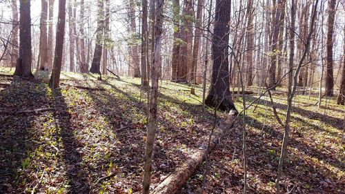 Trees growing in forest