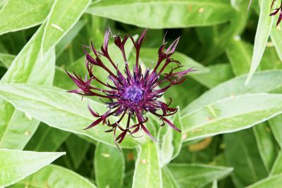 Close-up of purple flowering plant