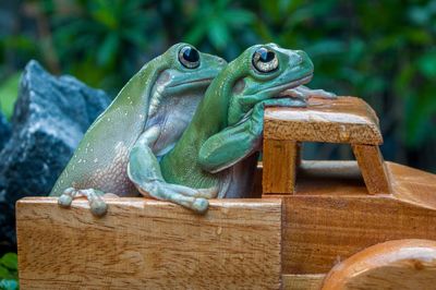 A pair of cute frogs on the wooden truck toy