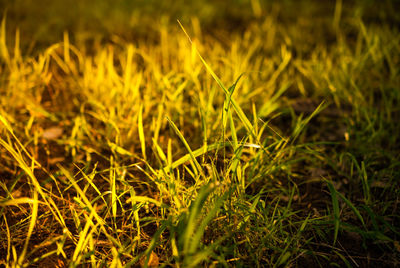 Close-up of yellow grass growing in field