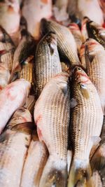 High angle view of fish for sale at market