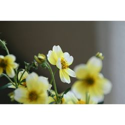 Close-up of yellow flowers