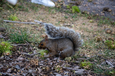 High angle view of squirrel on field