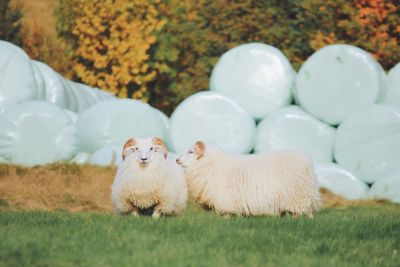 Portrait of sheep on field