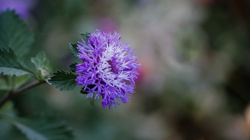 Close-up of purple flowering plant