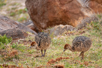 Two ostrich chicks struthio camelus
